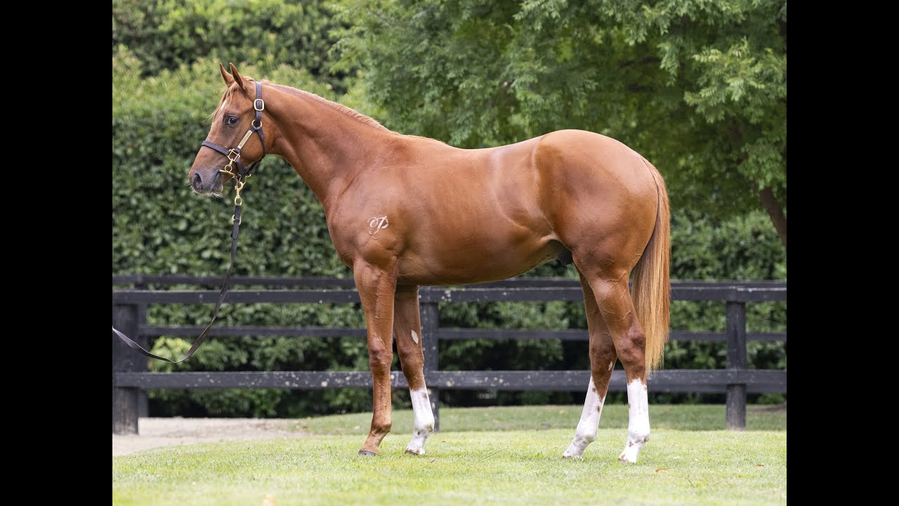 Lot 428 - Jacquinot x Show Me More colt - 2026 Inglis Classic Yearling Sale
