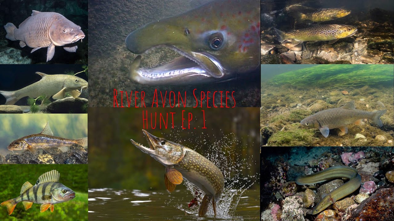 River Avon Multi Species Hunt - Episode 1