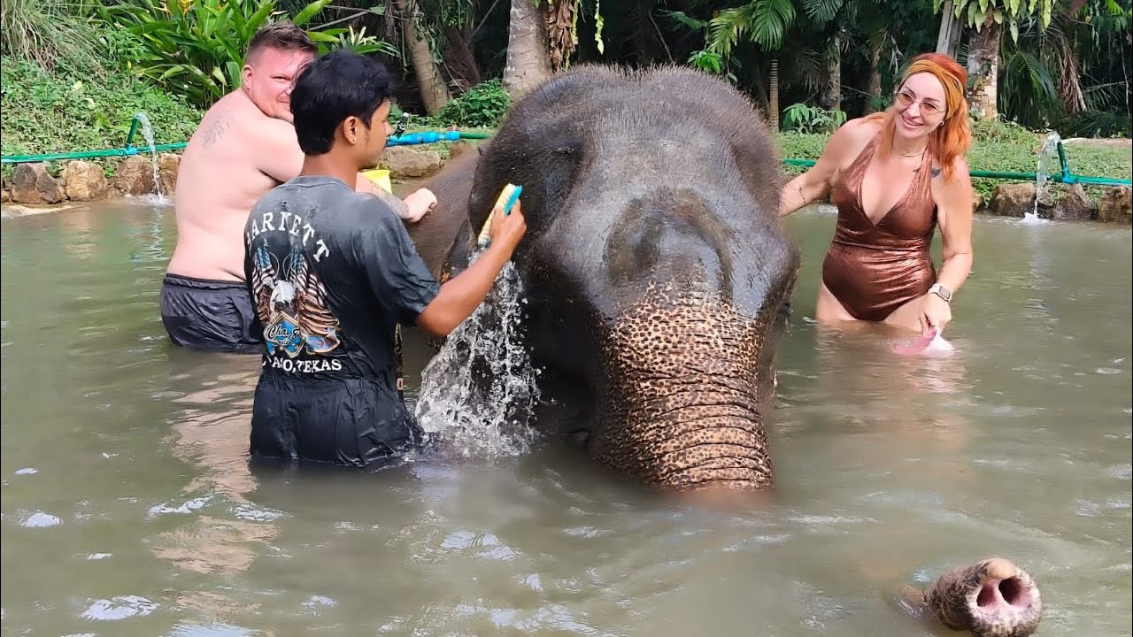 Elefanții din Krabi ,Thailanda 