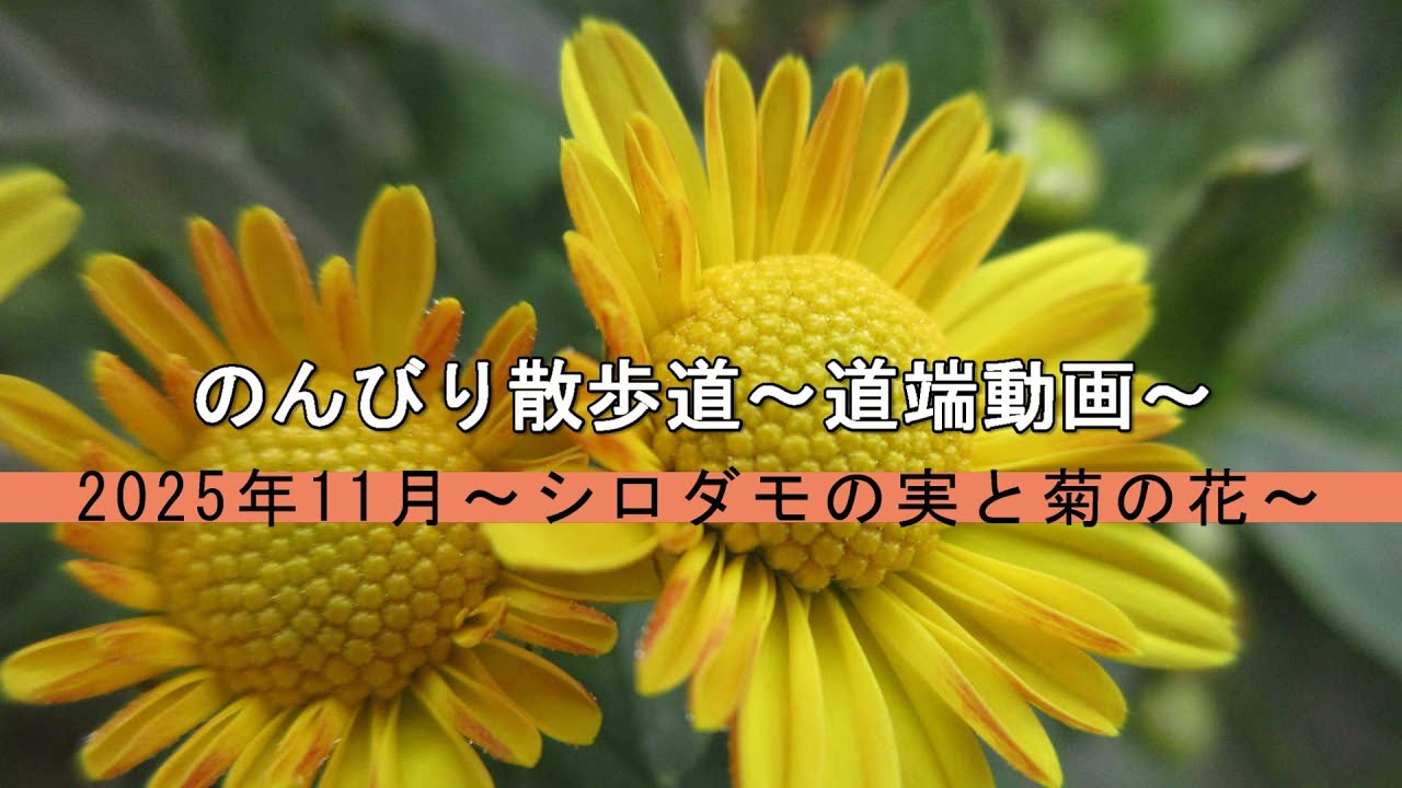 のんびり散歩道～道端動画～　2025年11月～シロダモの実と菊の花～