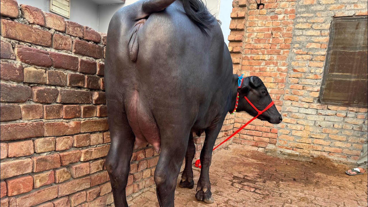 बेताब की कट्टी 😍😍 HSB Murrah Bull - Betab’s Daughter