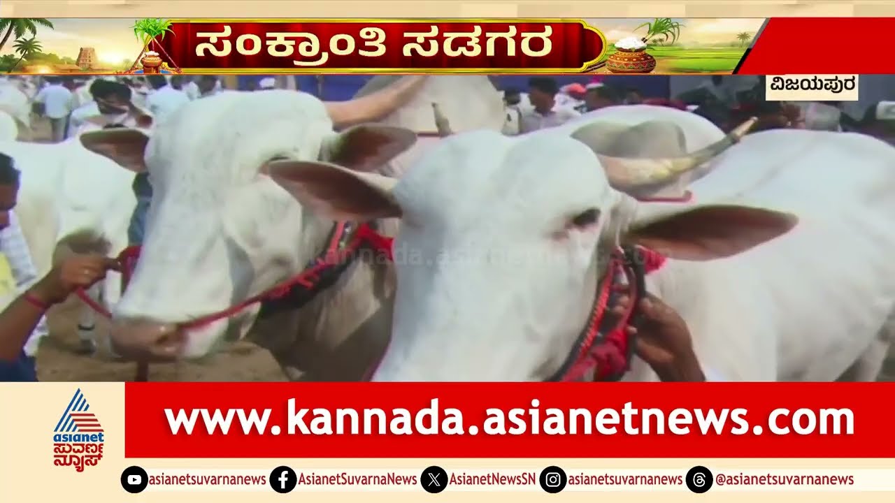 Vijayapura ಸಂಕ್ರಾಂತಿ ಜಾತ್ರೆ: ಜಾನುವಾರು ಮೇಳದಲ್ಲಿ ಅಪರೂಪದ ಎತ್ತುಗಳ ಹವಾ | Vijayapura Cattle Fair 2026