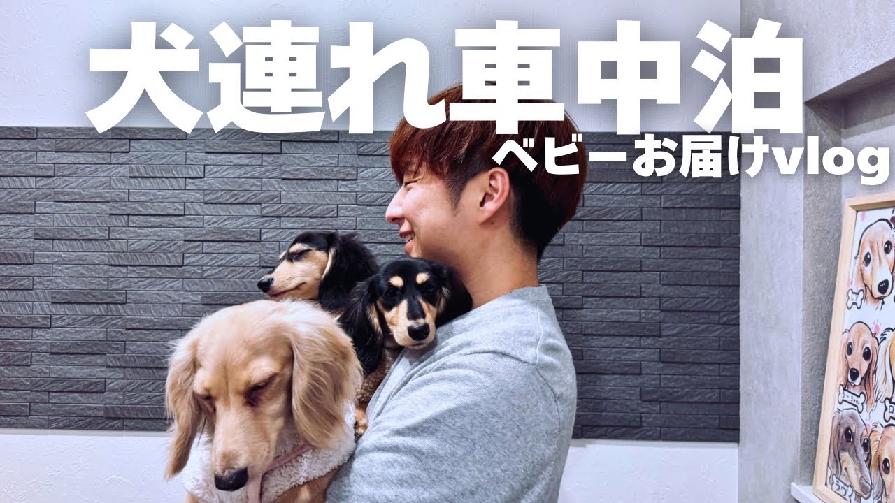 【犬連れ車中泊】ご家族が決まった子犬達を連れ、4頭と共に車中泊をしながら横浜へ向かう
