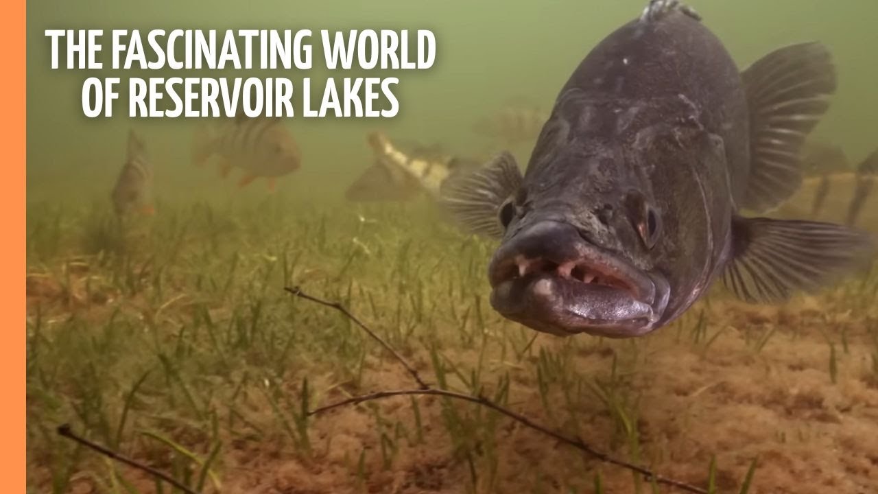 The Fascinating World of Deep Reservoir Lakes | Full Documentary