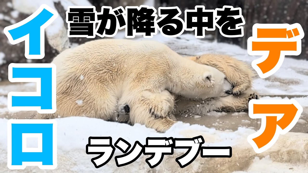 イコロくんとデアちゃんの雪の中のランデブー　2026.02.08 上野動物園のホッキョクグマ