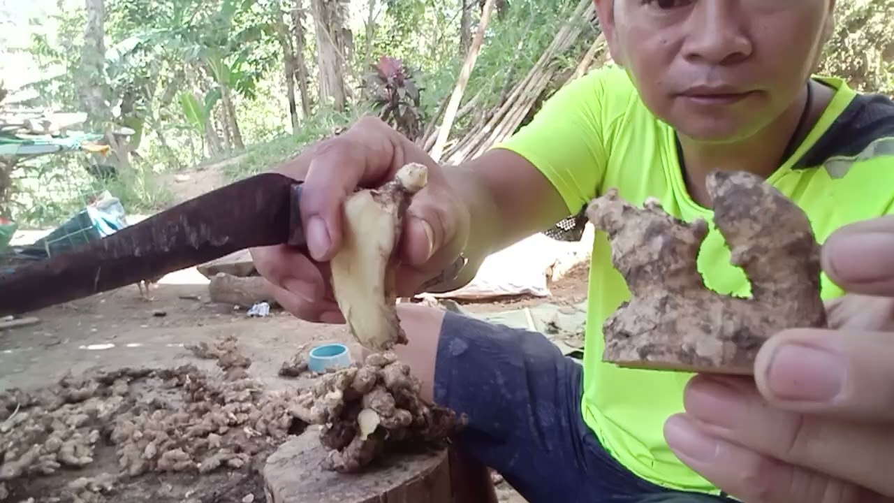 How to prepare ginger seedling tutorial step by step