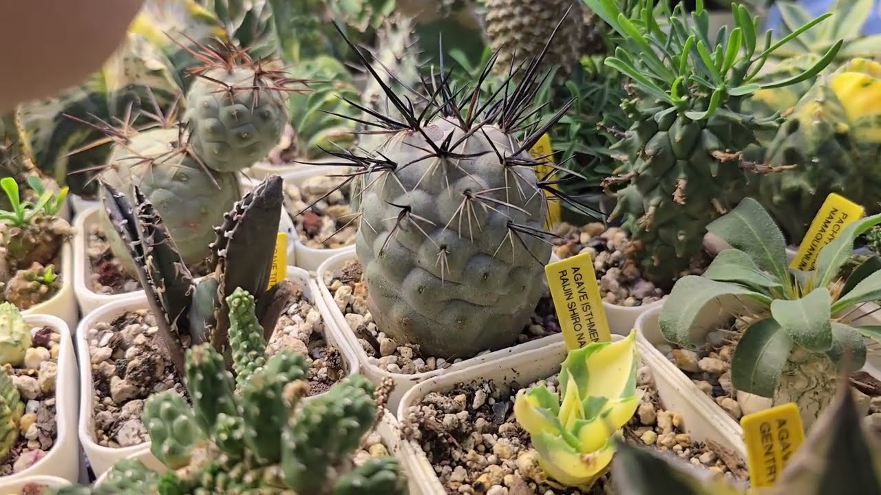 2024 Winter Succulent Garden Tour