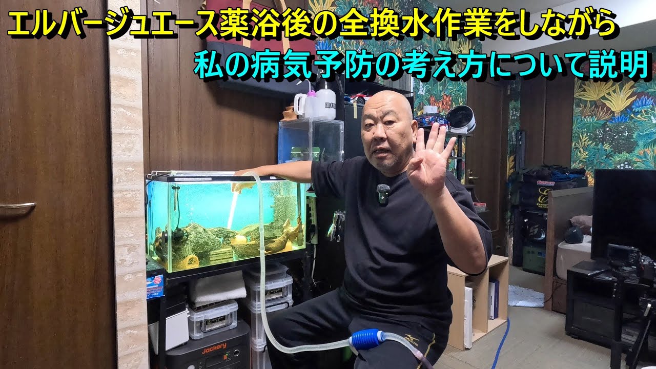 エルバージュエースの薬浴後の全換水をしながら私のキンペコ薬浴についての考え方を説明