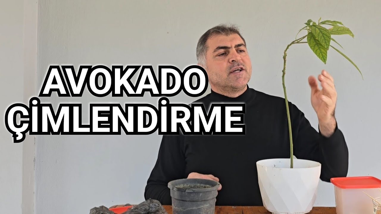 Avokado Çimlendirmek İçin En Hızlı Ve Garantili Yöntem