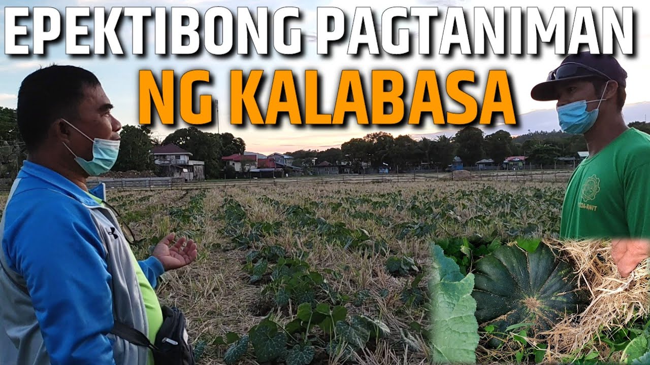 PAANO MAG TANIM NG KALABASA - KUMITA NG MALAKI - LESS MAINTENANCE | D' Green Thumb