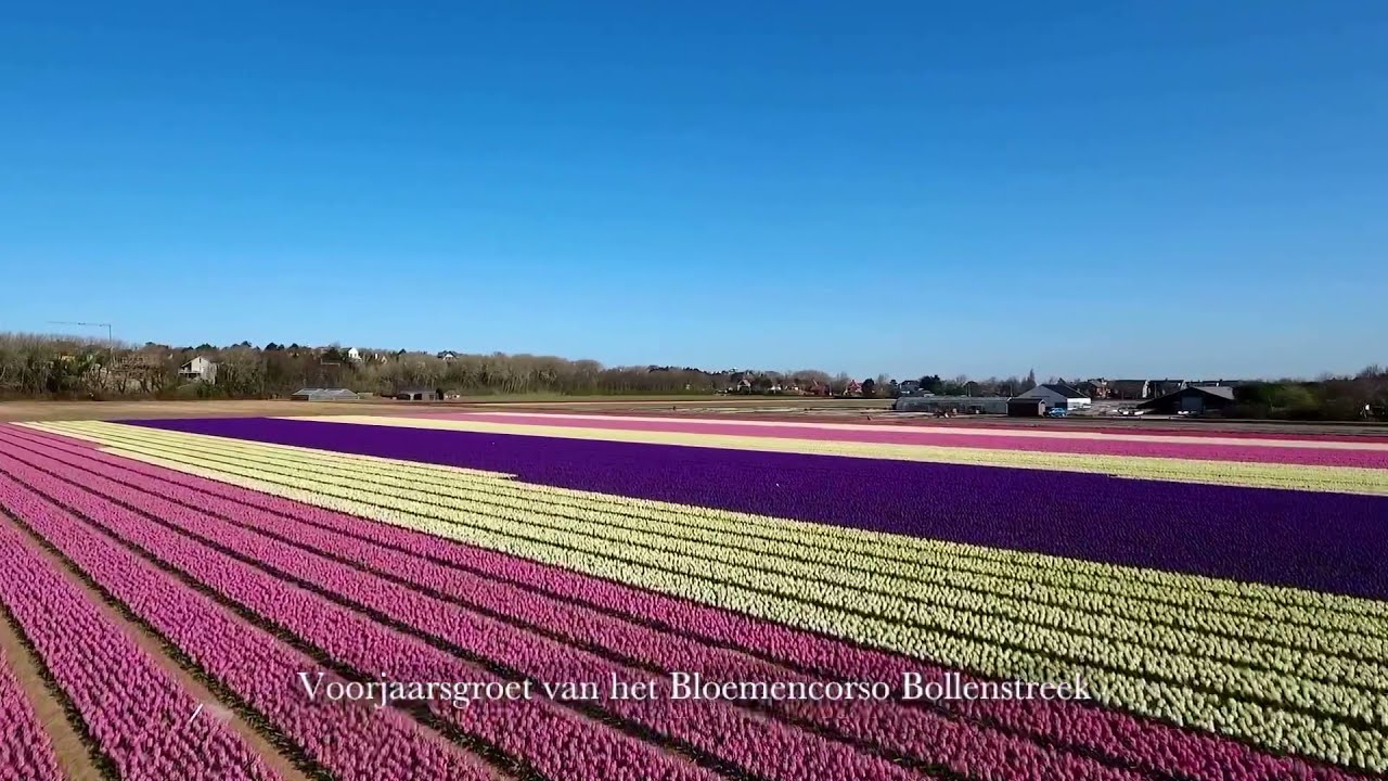 Voorjaarsboodschap van het Bloemencorso Bollenstreek