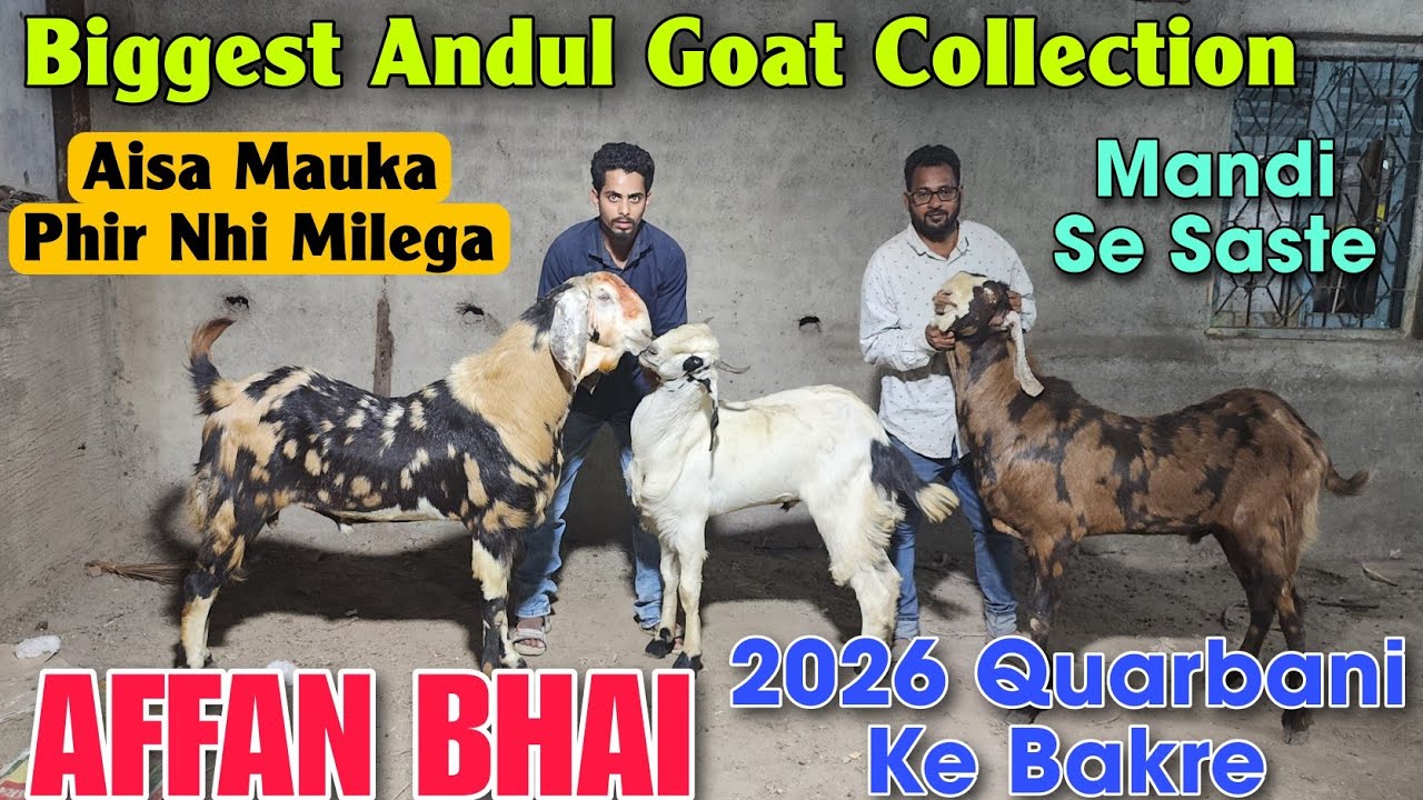 2026 Biggest Andul Goat At AFFAN BHAI | Bakra Mandi Se Saste Bakre In Bhiwandi 