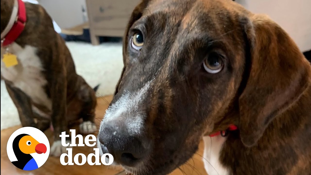 Woman Who Doesn’t Like Dogs Fosters A Destructive Pup | The Dodo Soulmates