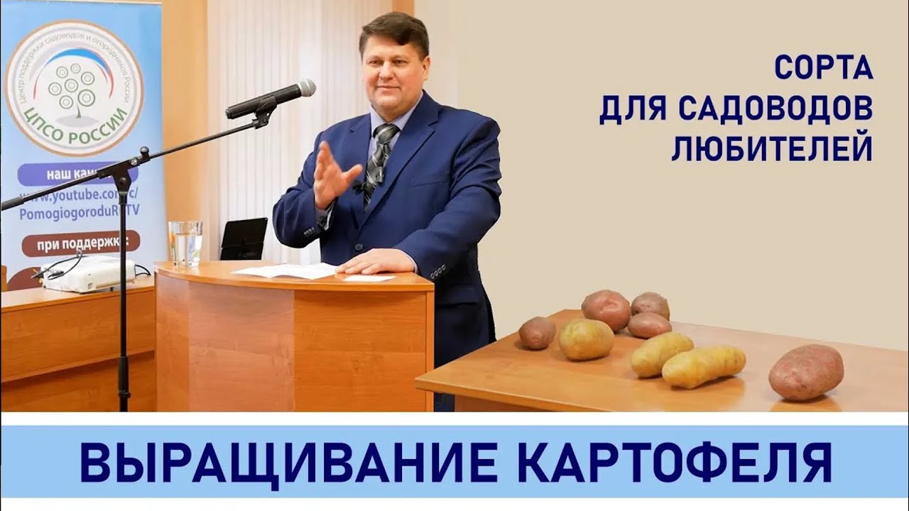Сорта картофеля. Какие сорта картофеля выбрать