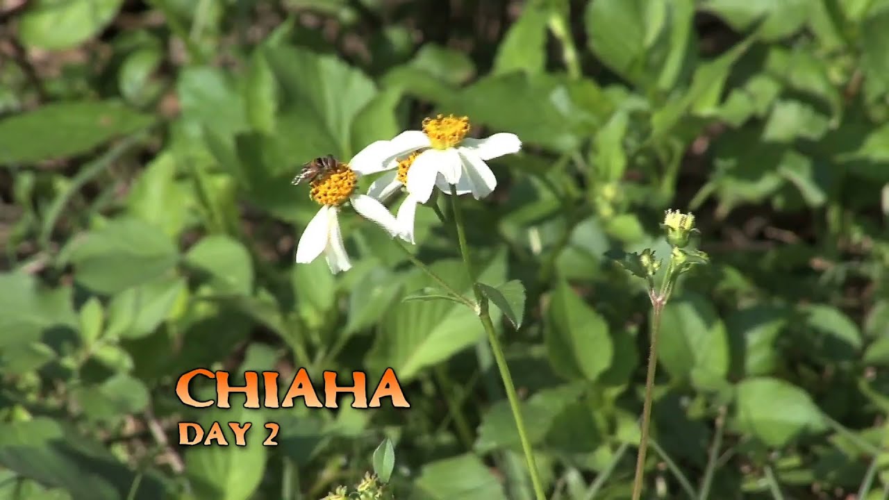 We Are Chiaha!