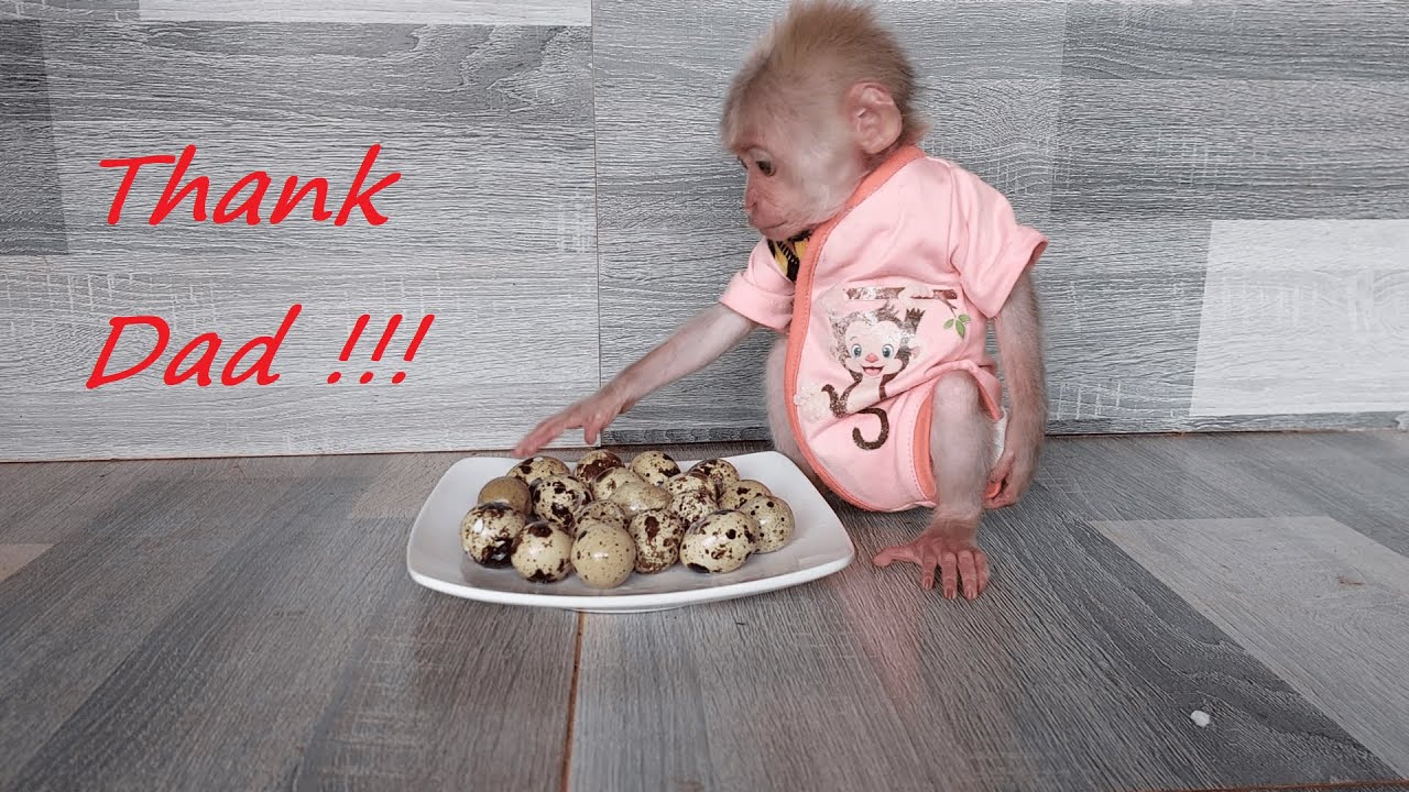 Monkey Bon and Dad enjoy delicious boiled eggs.