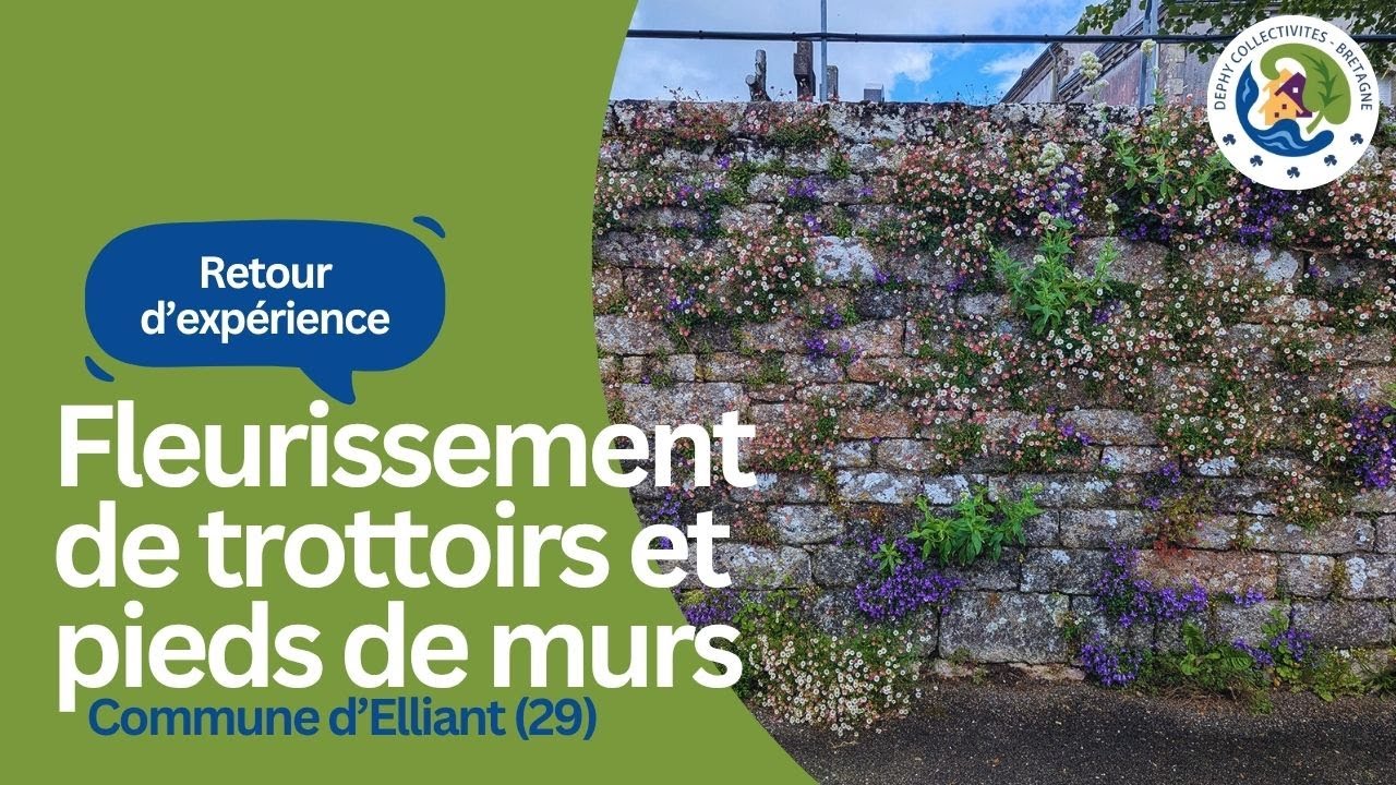 Retour d'exp&eacute;rience : Fleurissement de trottoirs et pieds de murs dans la commune d'Elliant (29)