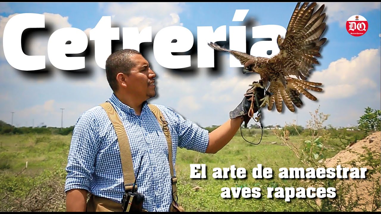 Cetrería, el arte de amaestrar aves rapaces
