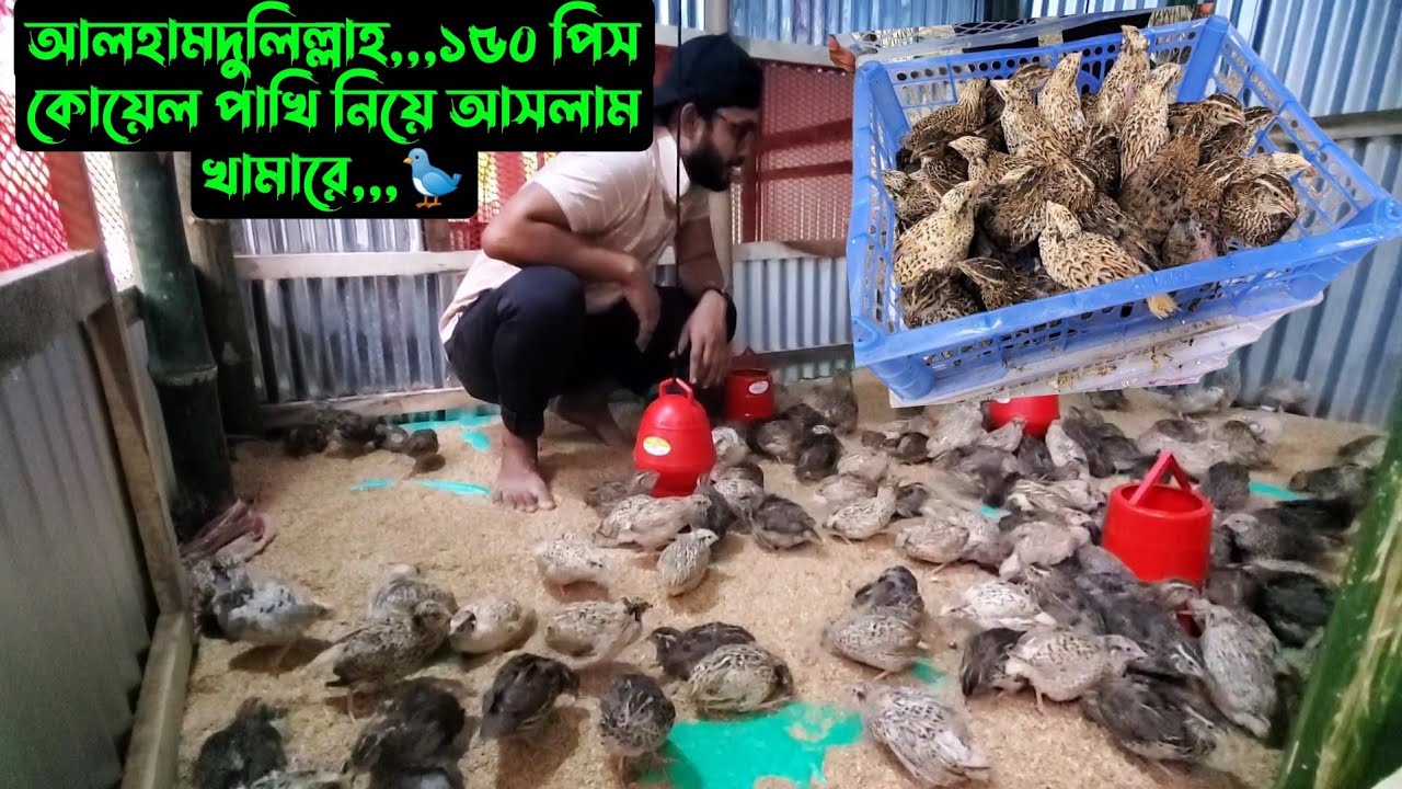 আলহামদুলিল্লাহ,,,১৫০ পিস কোয়েল পাখি নিয়ে আসলাম খামারে,,,🐦