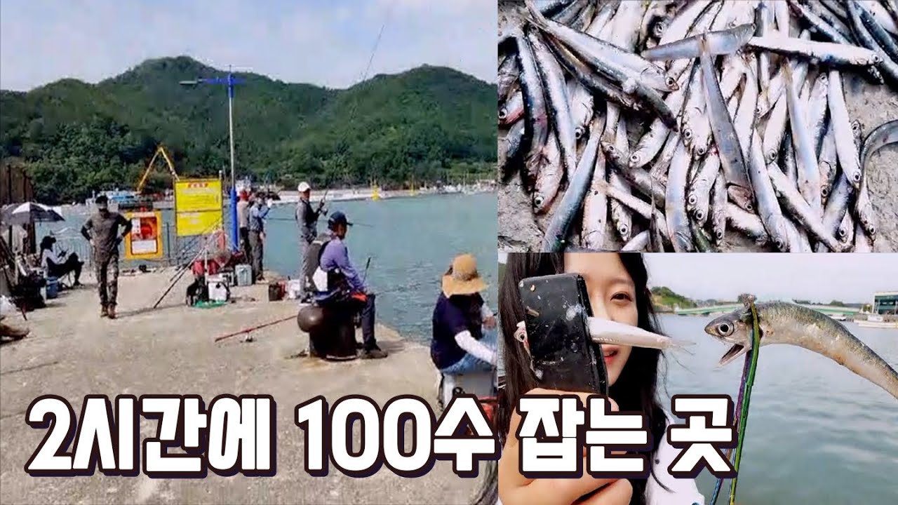 낚시 손맛 보고 싶으신분들 주목!!부산은 이것 때문에 난리입니다