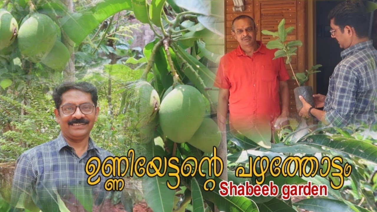 exotic fruit-ഉണ്ണിയുടെ പഴയതോട്ടത്തിലൂടെ