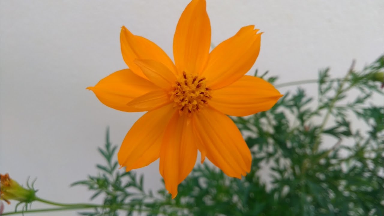 Cosmos: como plantar e cuidar.