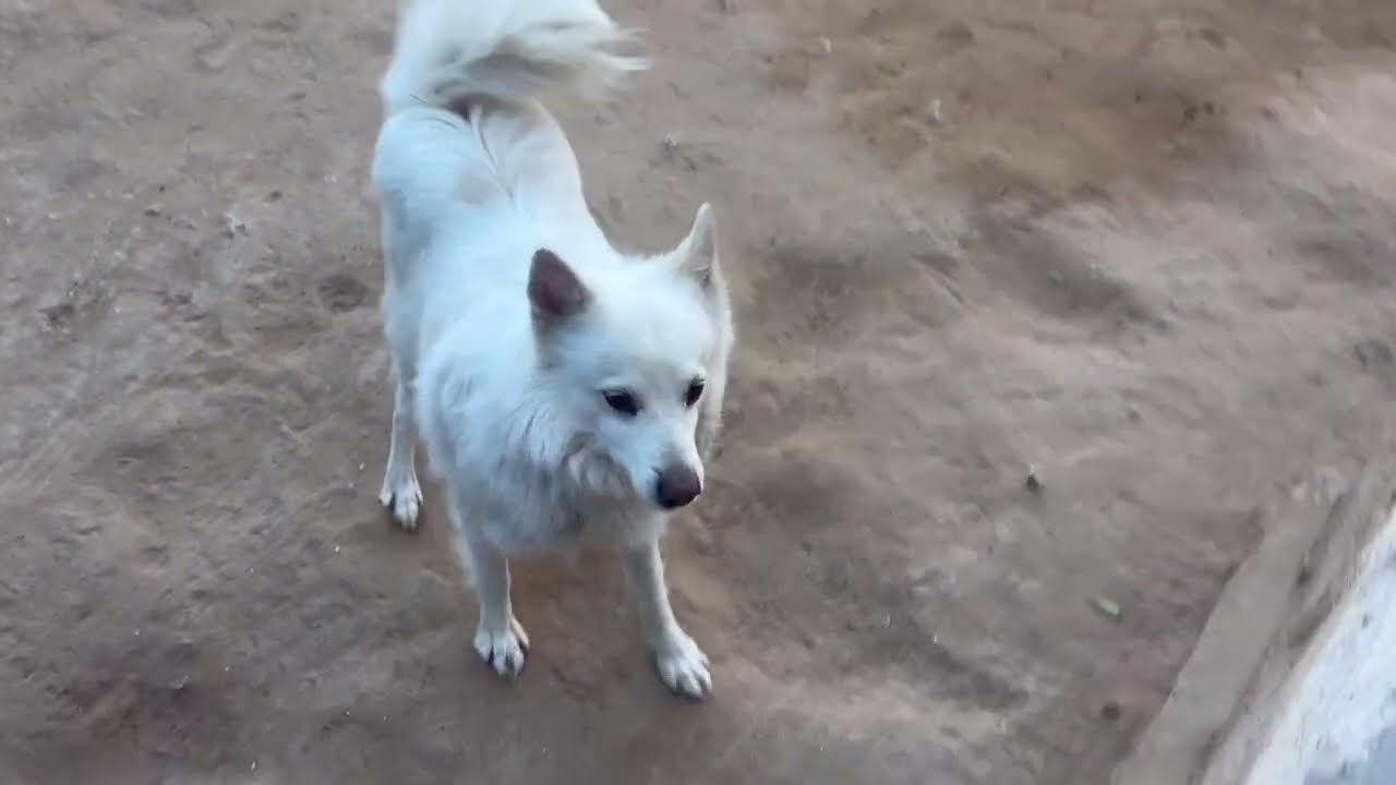 Pari ab normal hone lagi hai @dogloverprakash