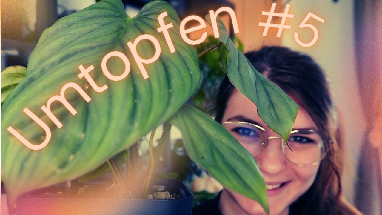 Umtopfen mit Ruhe 🍃 Quatschen und entspannte Pflanzenpflege