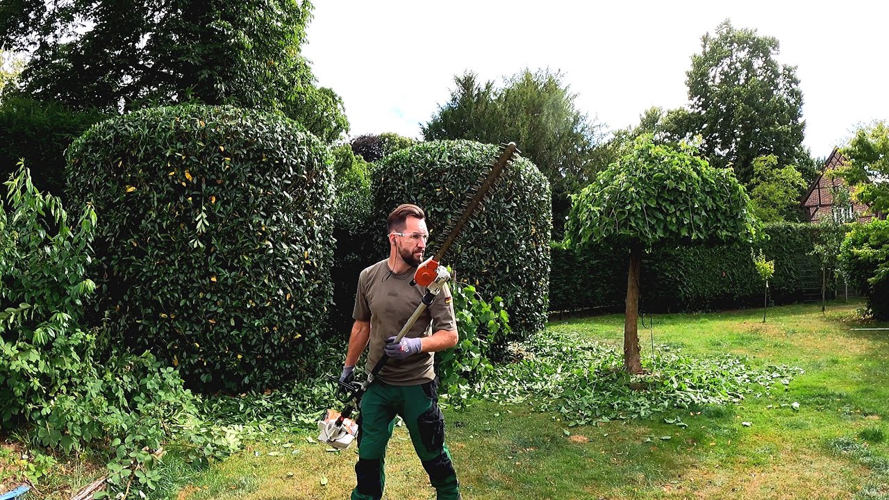 Trimming Laurel shrubs