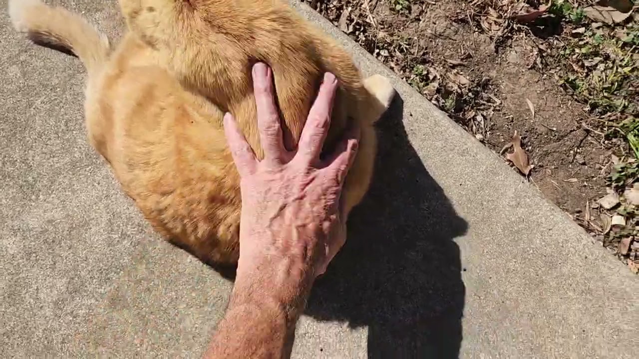 Red Tabby Cat Enjoying the Sunshine Cute Cat Moment