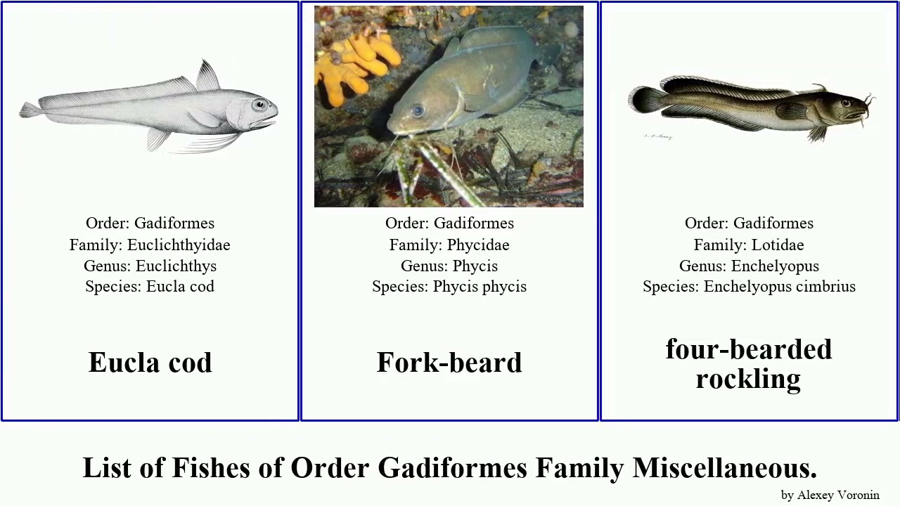 List of Fishes of Order Gadiformes Family Miscellaneous. cod japonicus Phycis Ranicipitidae Eucla