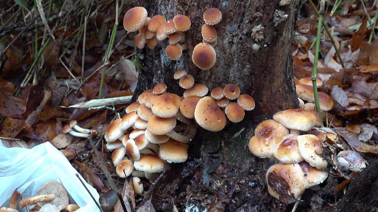 気づいたらキノコ愛好者になってた