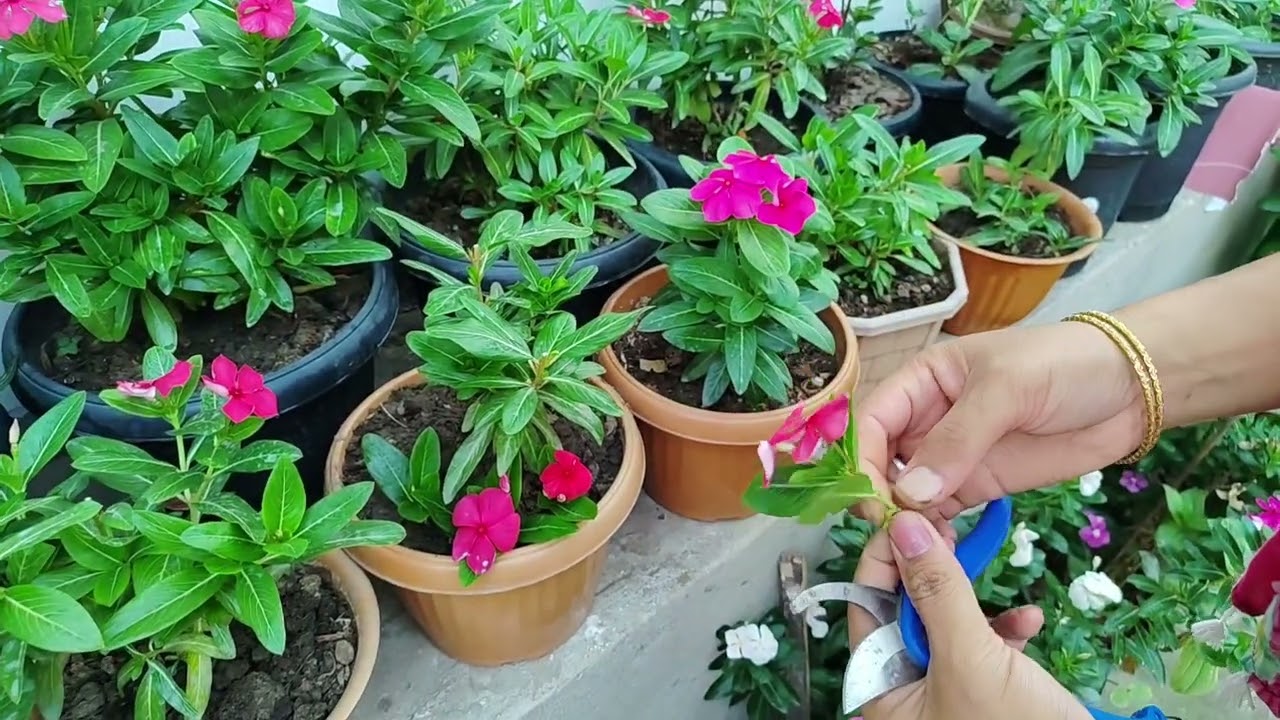 Vinca(saheb lei) masa  khara semsi ngashidi😊