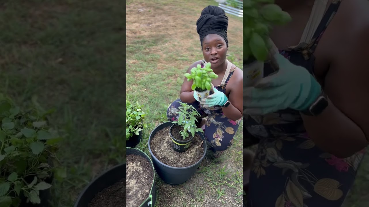 Companion Planting Tomatoes