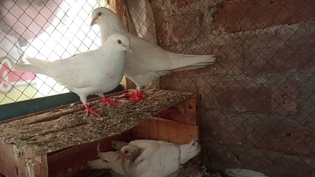0 kali ka bacha uda #Vicky pigeon point 