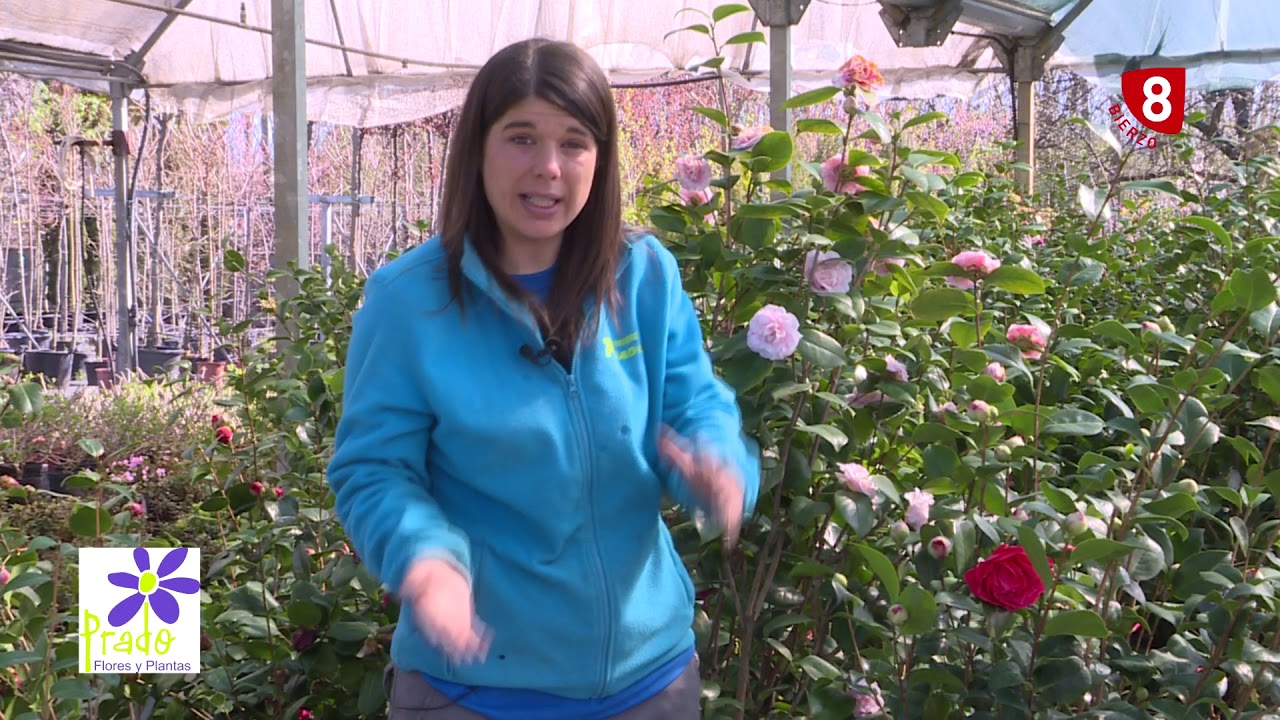 Las camelias, características y cuidados