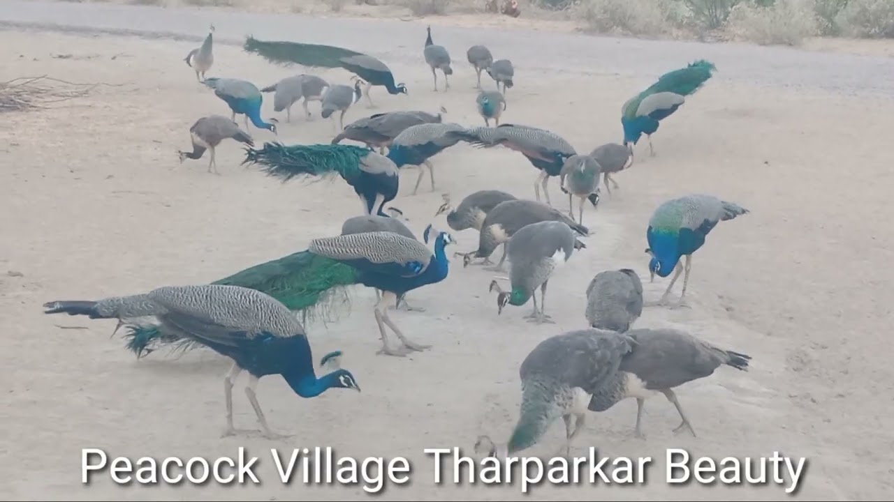 Village peace and peacocks I Nature wonders I