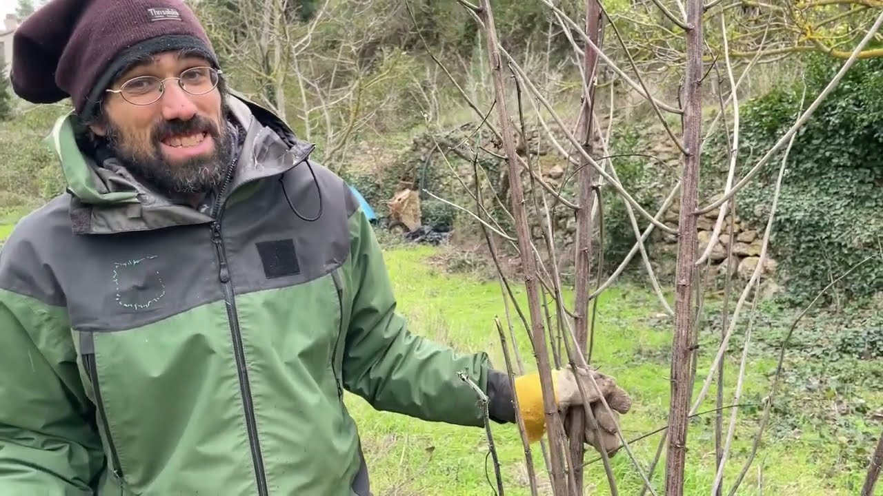 Plantas silvestres comestibles fáciles de reconocer y muy sabrosas