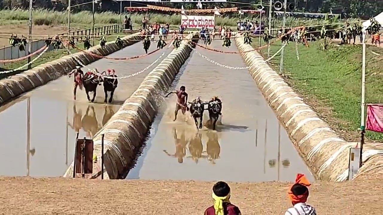 Katpadi kambala 2026 Thursday 5 February 