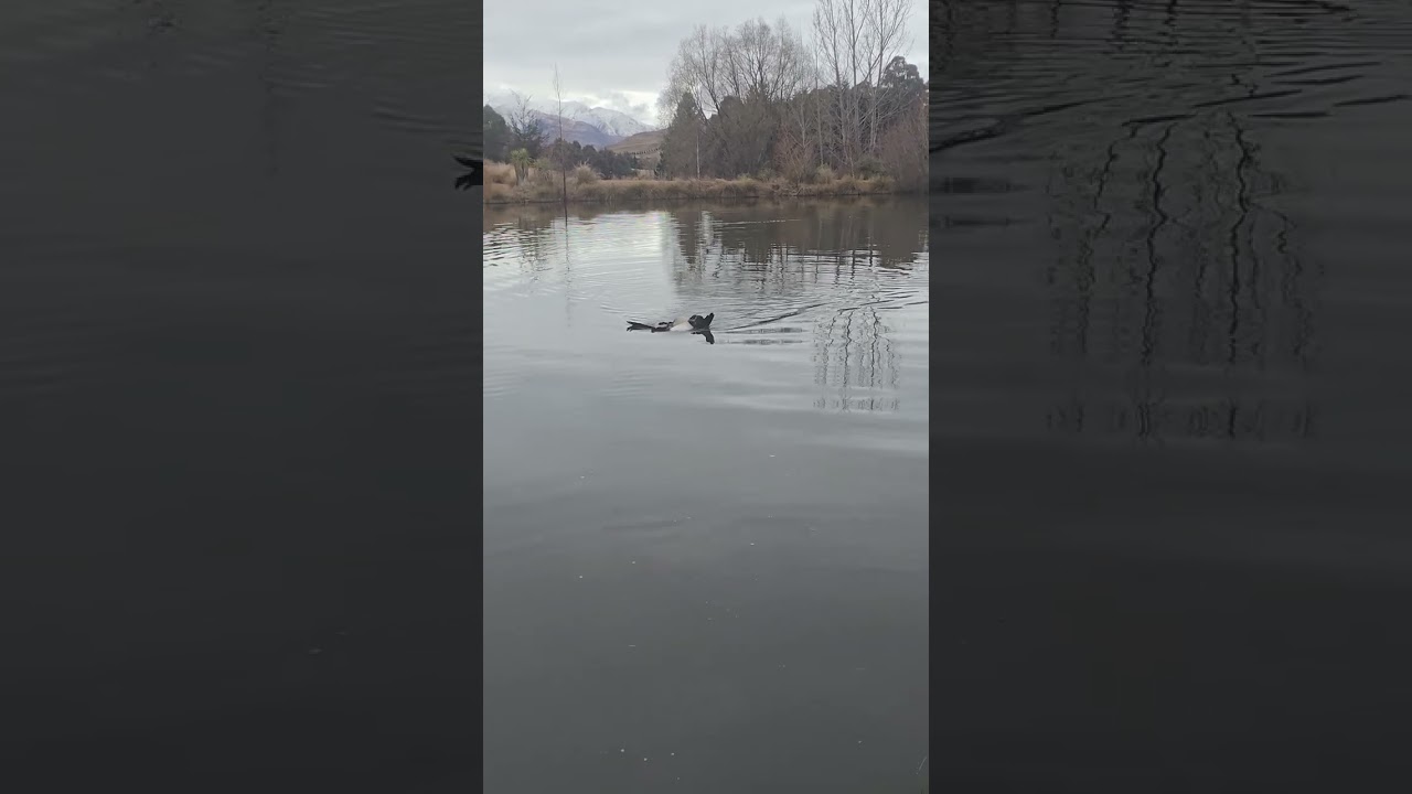 Rabbit dog's first attempt at Canadian Goose retrieval.