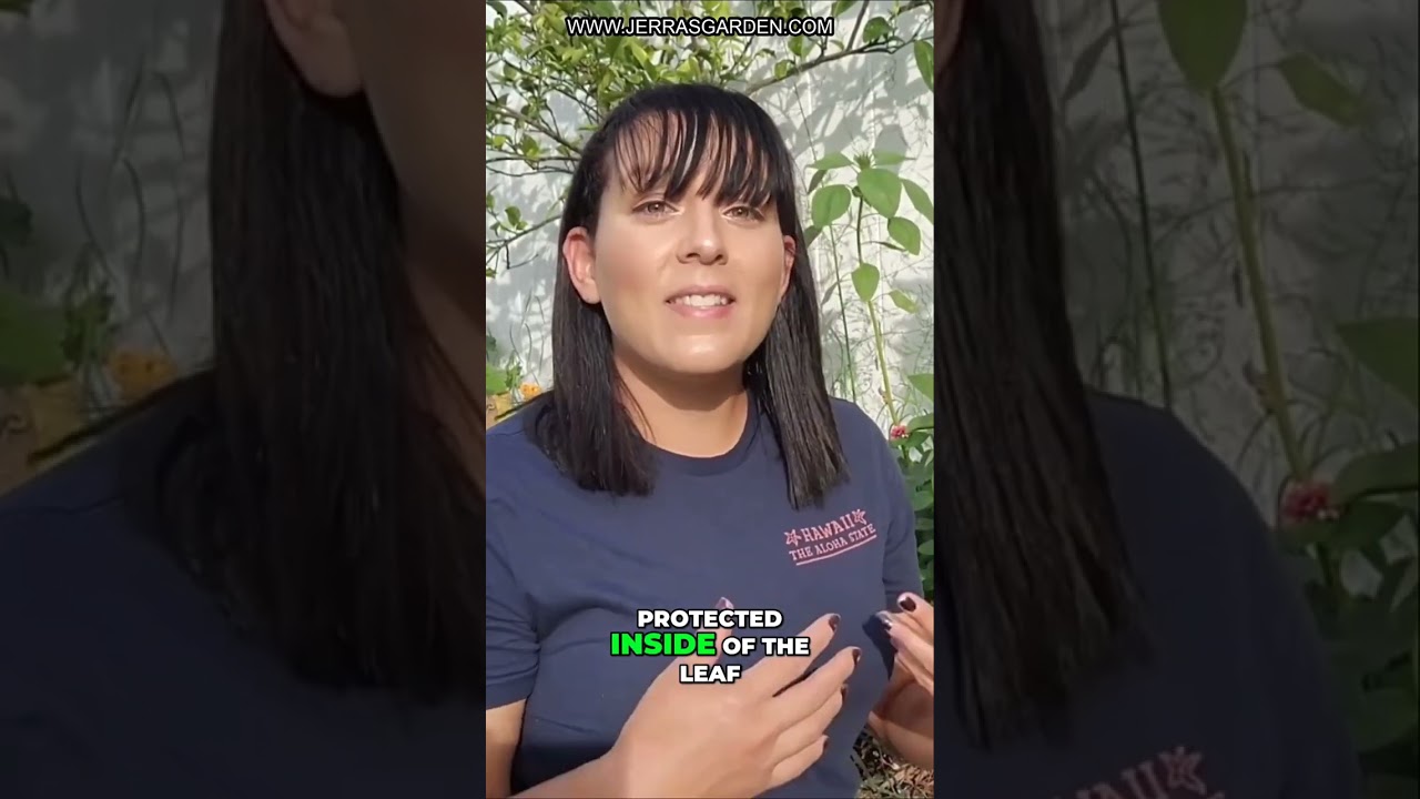 How to Prevent and Treat Leaf Miners on Citrus Trees