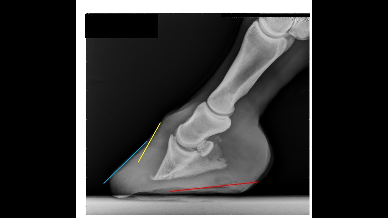 Cur-OST Q&A Laminitis in the Horse