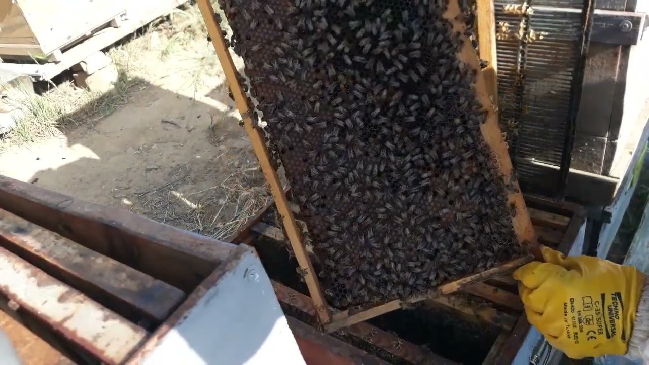 Hangi Ana Arı Izgarası ve Ne Zaman? Faydası Zararı?