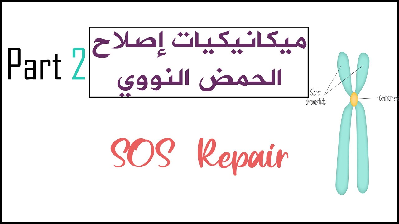 ميكانيكيات إصلاح الحمض النووي (DNA Damage & Repair ) |  SOS  Repair System