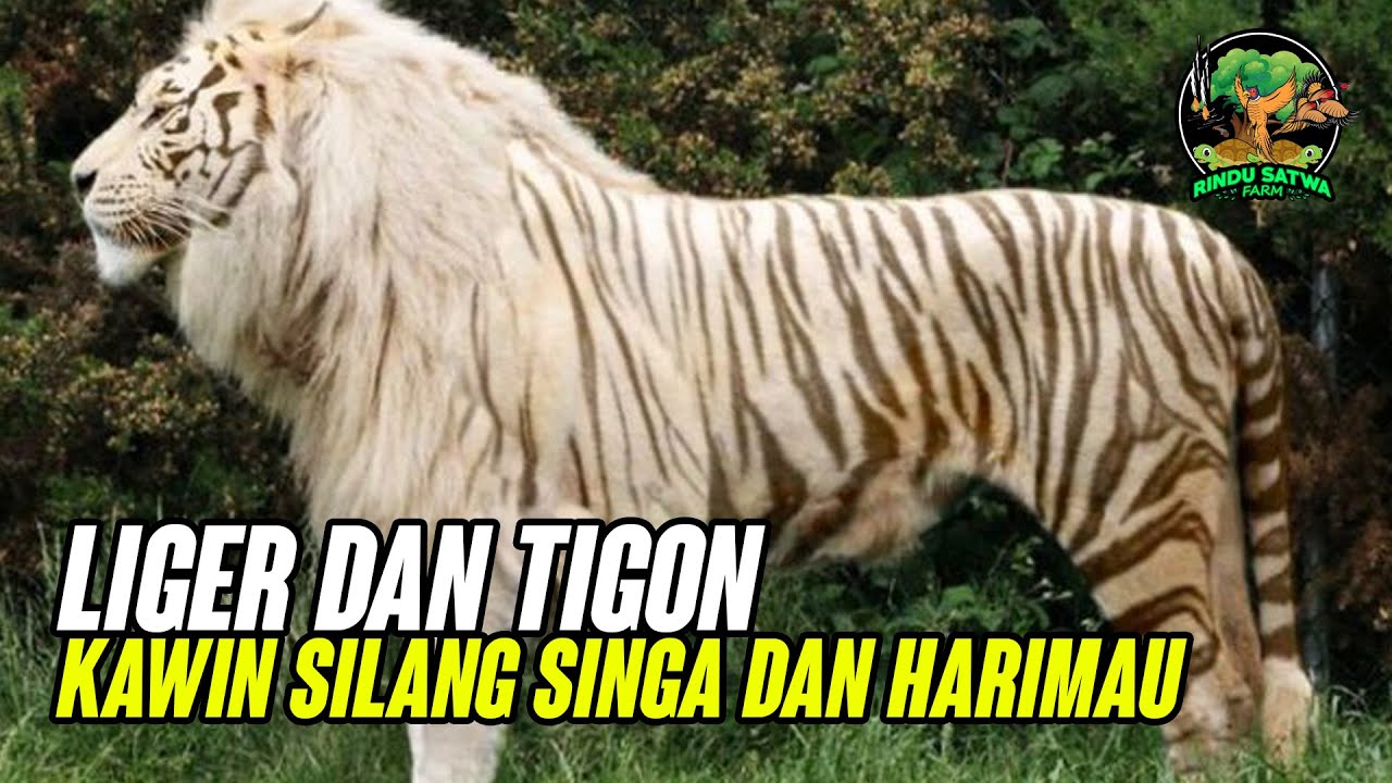 Liger Dan Tigon, Hewan Kawin Silang Singa dan Harimau