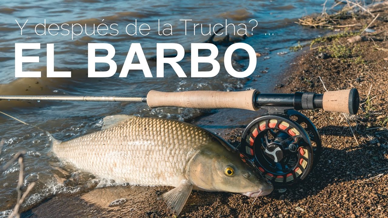 Y después de la Trucha?... el Barbo