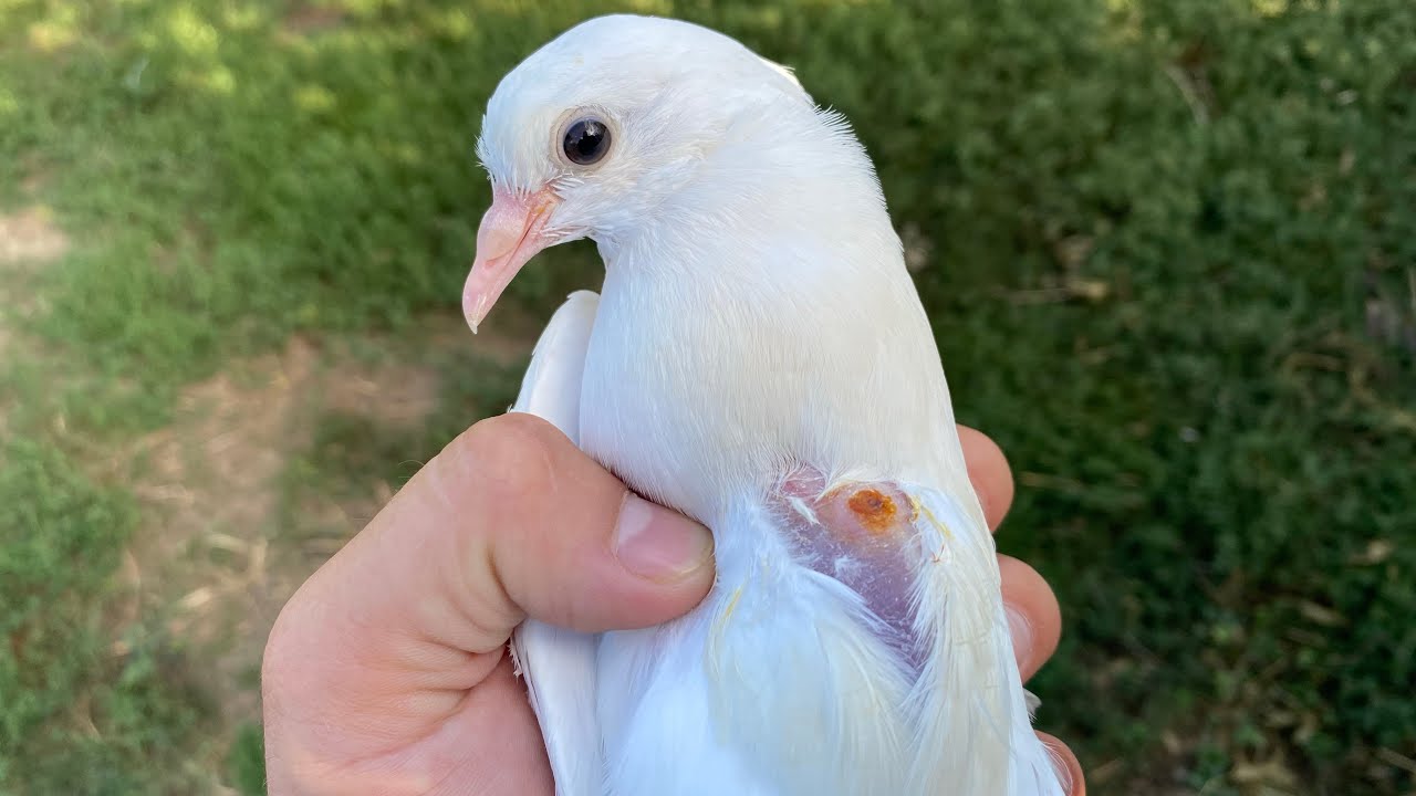 Как это вылечить у Голубей? Сезон Оспы в разгаре!