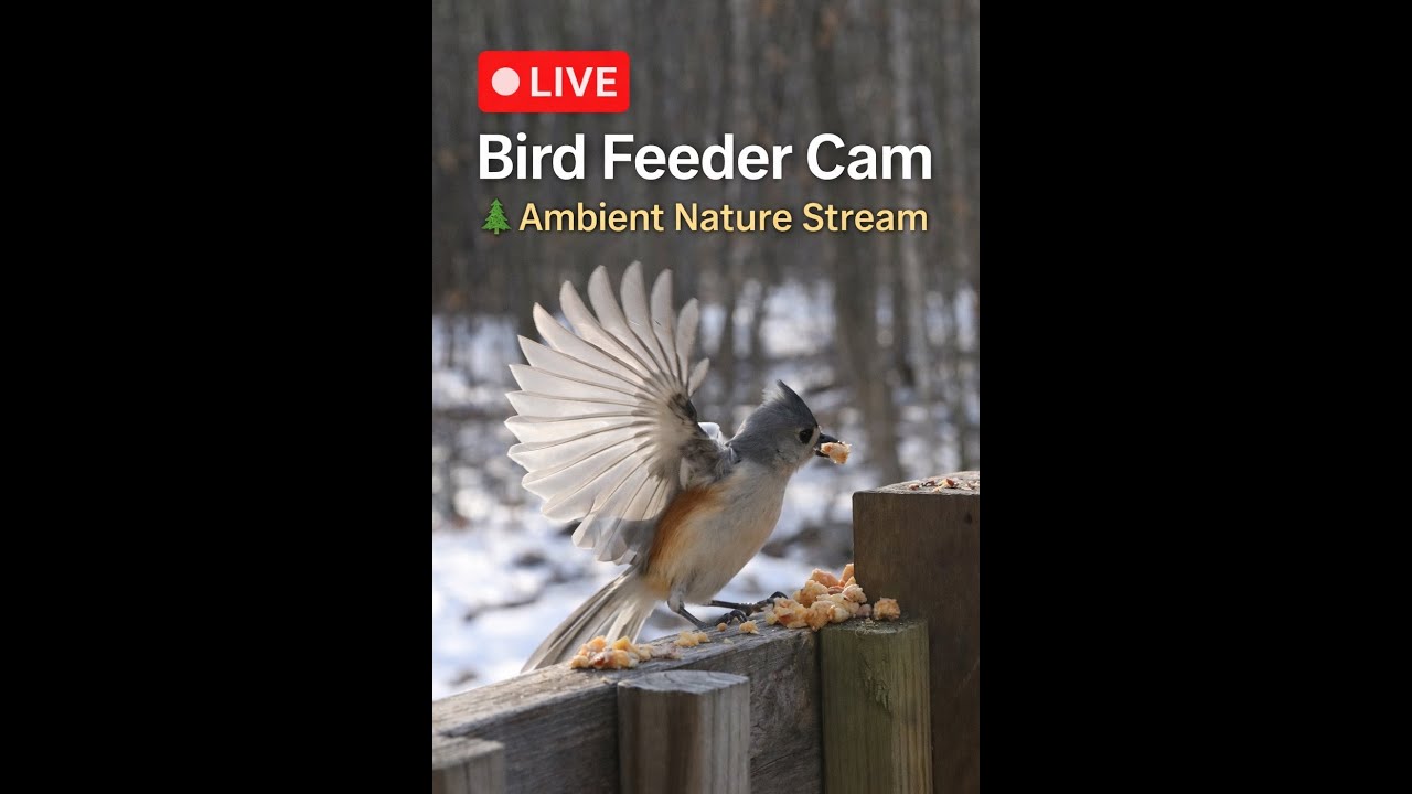 🔴 Relaxing LIVE Bird Cam | HD Nature Sounds | Michigan Wildlife Feed Cat TV
