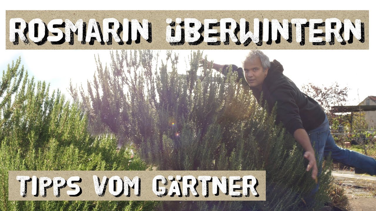 Rosmarin überwintern - Im Haus und im Freiland - Tipps vom Gärtner