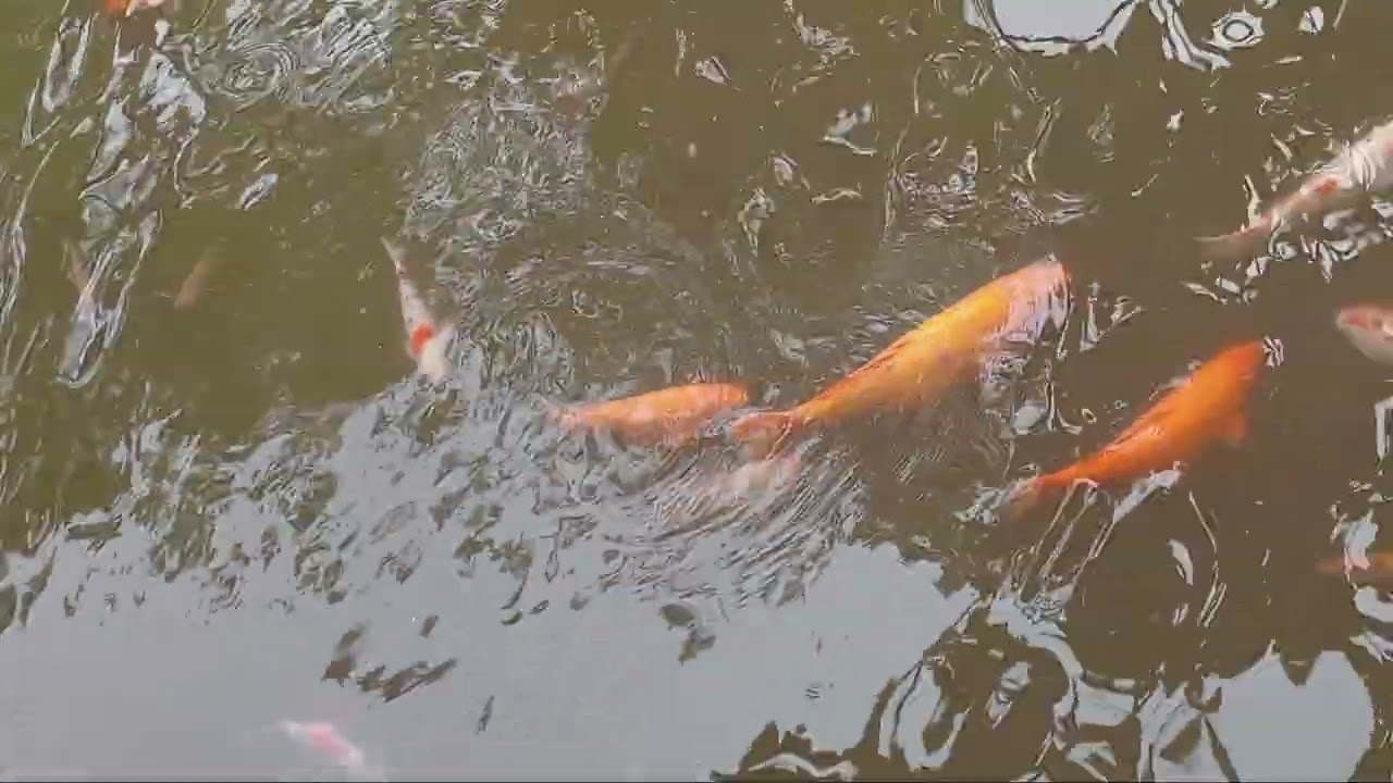 Nampak kolam ikan hias berserakan di kolam air di jantung kota Wonosobo.